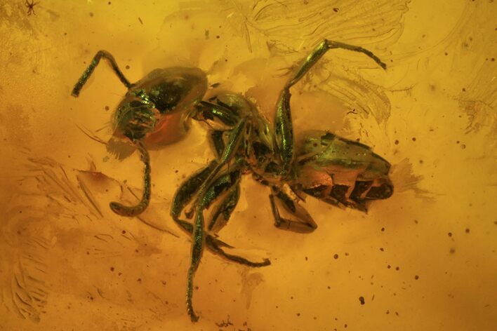 Fossil Ant (Formicidae) In Baltic Amber #84622